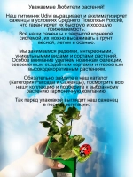 Пеларгония Род Солбаска тюльпановидная