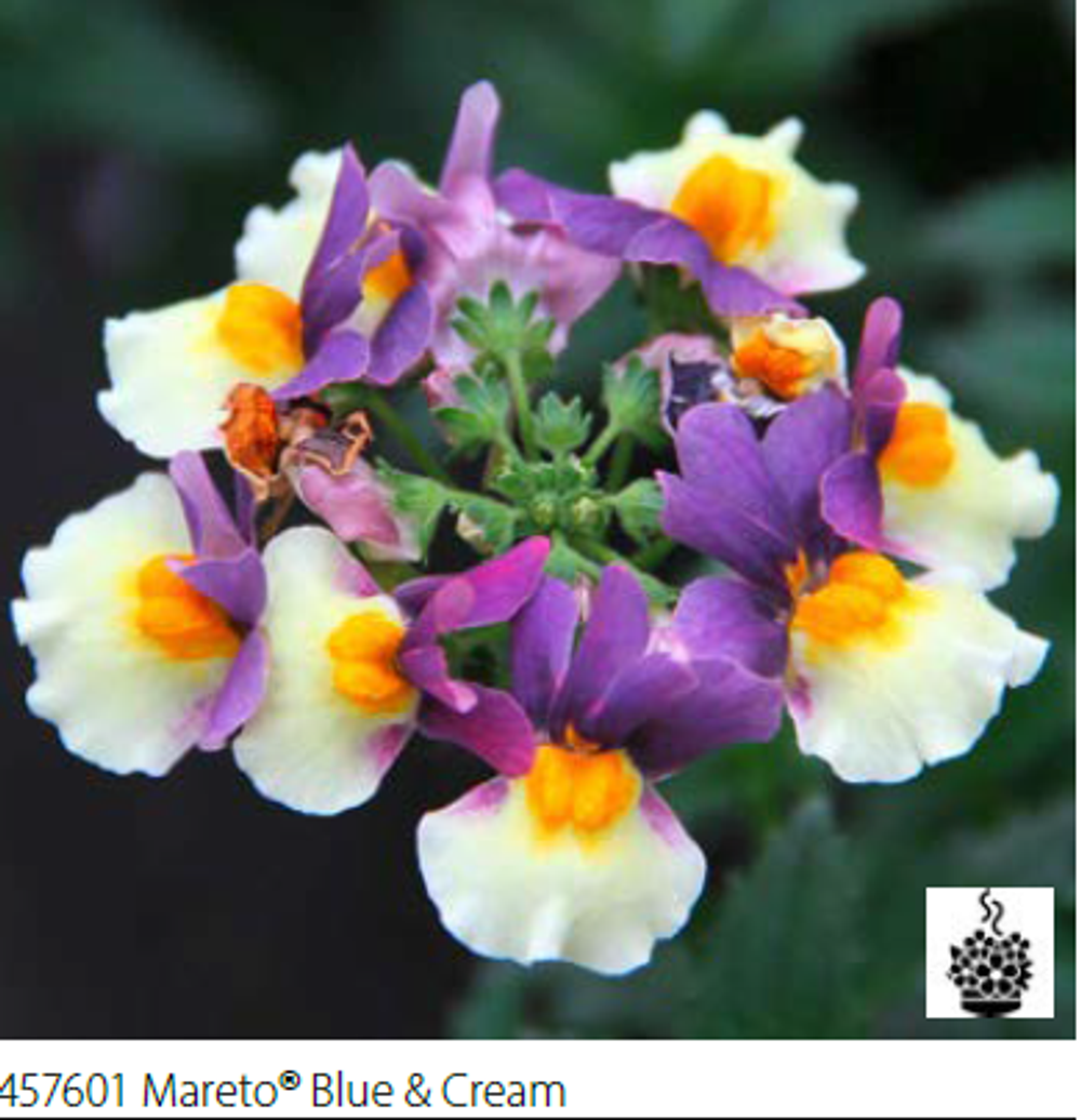 ЕВРО Немезия Mareto Blue Cream укорененный черенок ОКС февраль 26 Volmary