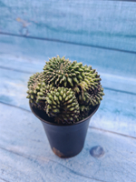 Gymnocalycium Spineless Crested form (Гимнокалициум Кристатный)