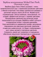 Вербена Викет Дарк Пинк Темно розовая