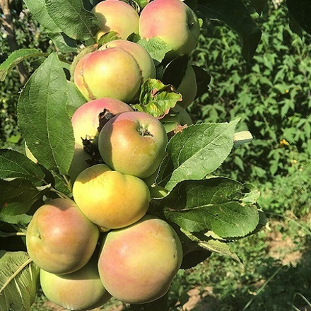 Яблоня колоновидная осенняя Икша