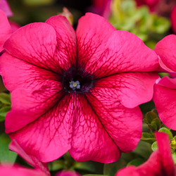 Петуния грандифлора Лимбо Джи Пи Бургунди (1000др) Витагрин Профи