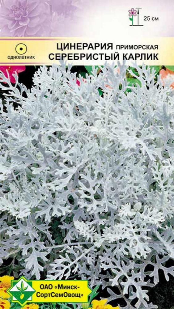 Цинepapия пpимopcкaя &quot;Серебристый карлик&quot; 0,1г., Германия.