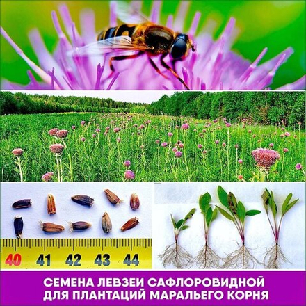 Левзея семена для синтеза экдистерона фитобиотиков на 3 сотки