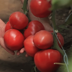 ПИНК КРИСТАЛ F1 семена томата (Clause | Alexagro)