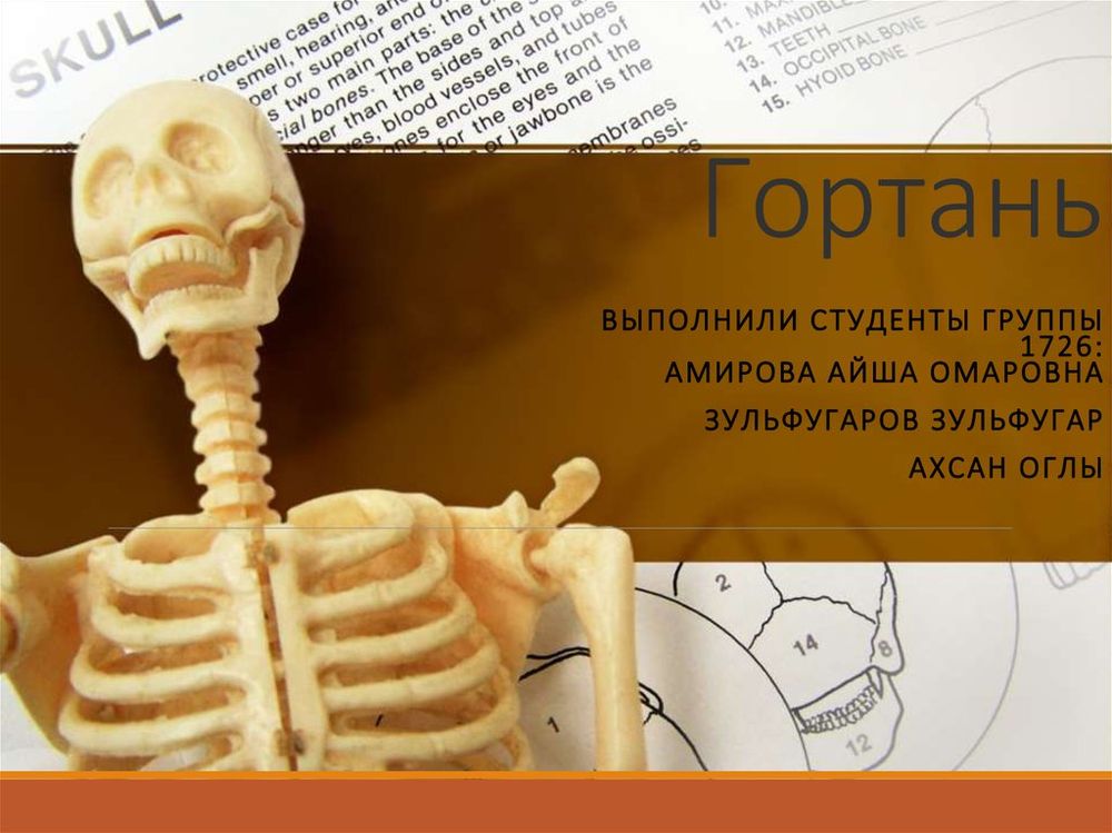 Гортань в разрезе (модель) — купить по ФГОС | Учебный стандарт