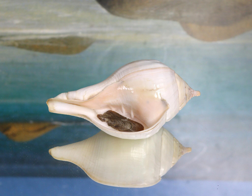 Ракушка Турбинелла пурум, Turbinella pyrum купить