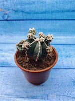 Astrophytum Myriostigma "Hakujo Fukuryu" (Астрофитум)