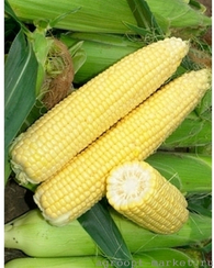 Синьет F1 семена кукурузы (Seminis / Семинис)