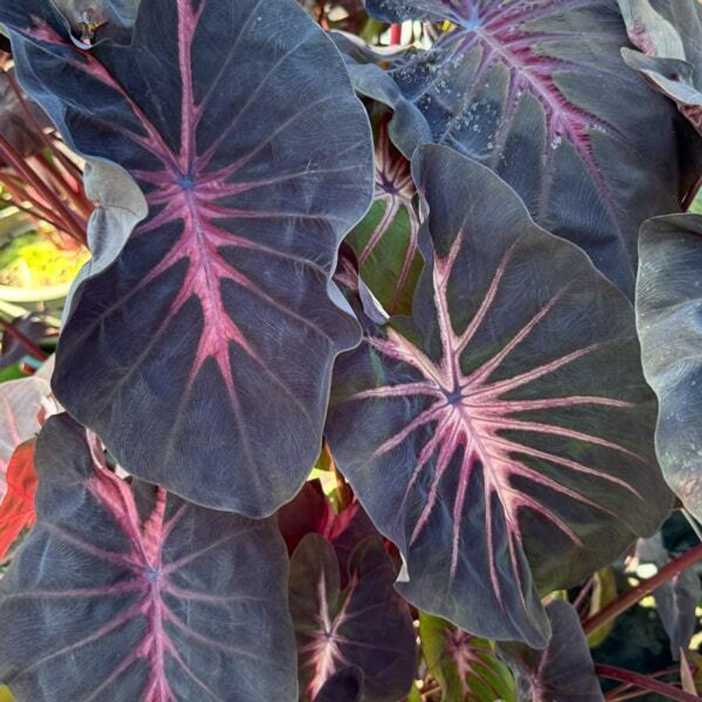 Колоказия RED DEVIL