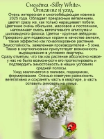 Смолевка Силки Вайт ампельная почвопокровная