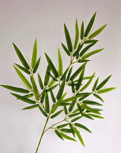 Бамбук узколистный / Арт 1029