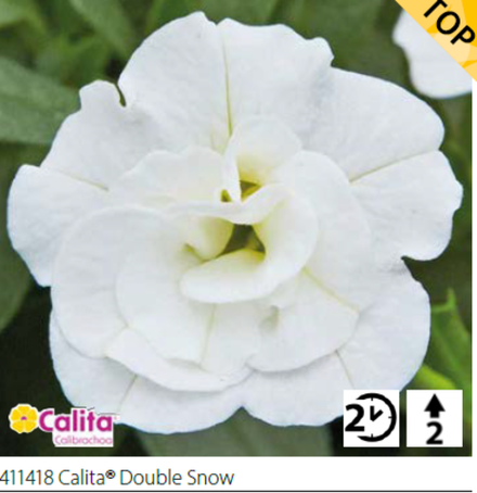 Калибрахоа Calita® Double snow укорененный черенок ОКС конец ноября