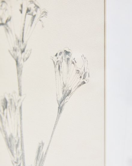 Картина Lirena с ботанической иллюстрацией 70 x 50 см