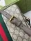 Сумка-мессенджер Gucci GG Ophidia messenger bag