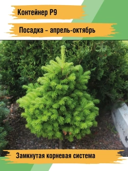Саженец Пихта сибирская