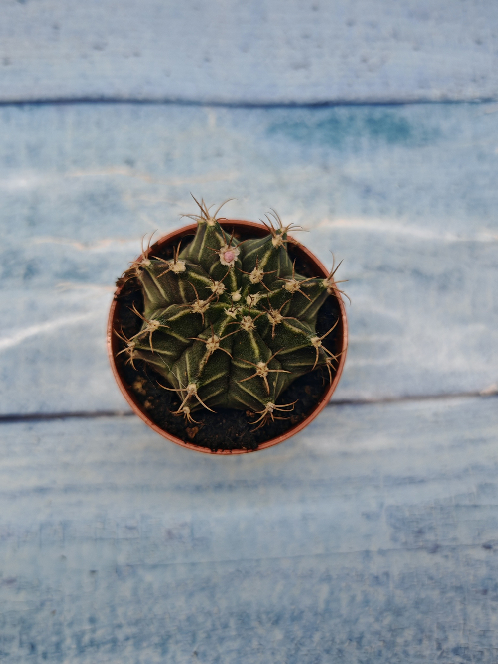 Gymnocalycium Friedrichii (Гимнокалициум)