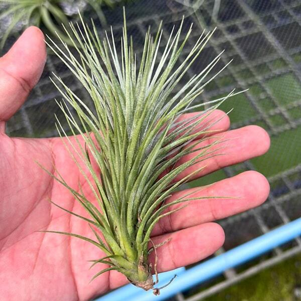 Тилландсия PAUL T (funckiana x ionantha)