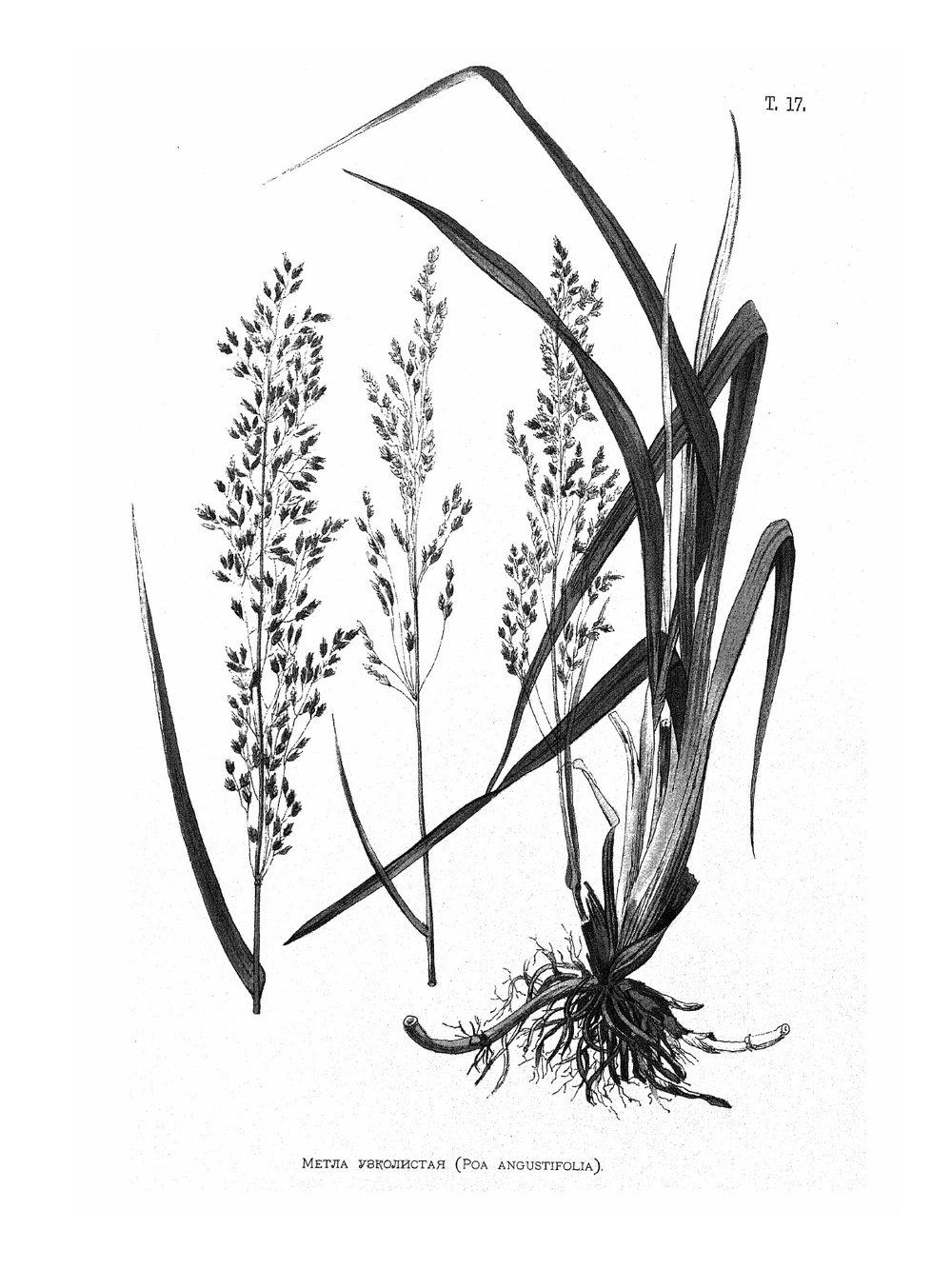 Иллюстрированная классификация главнейших сортов луговых трав | А.Ю. Лашкарев