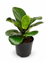 Фикус Лирата