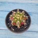 Gymnocalycium T-Rex Pink hybride (Гимнокалициум T-rex)
