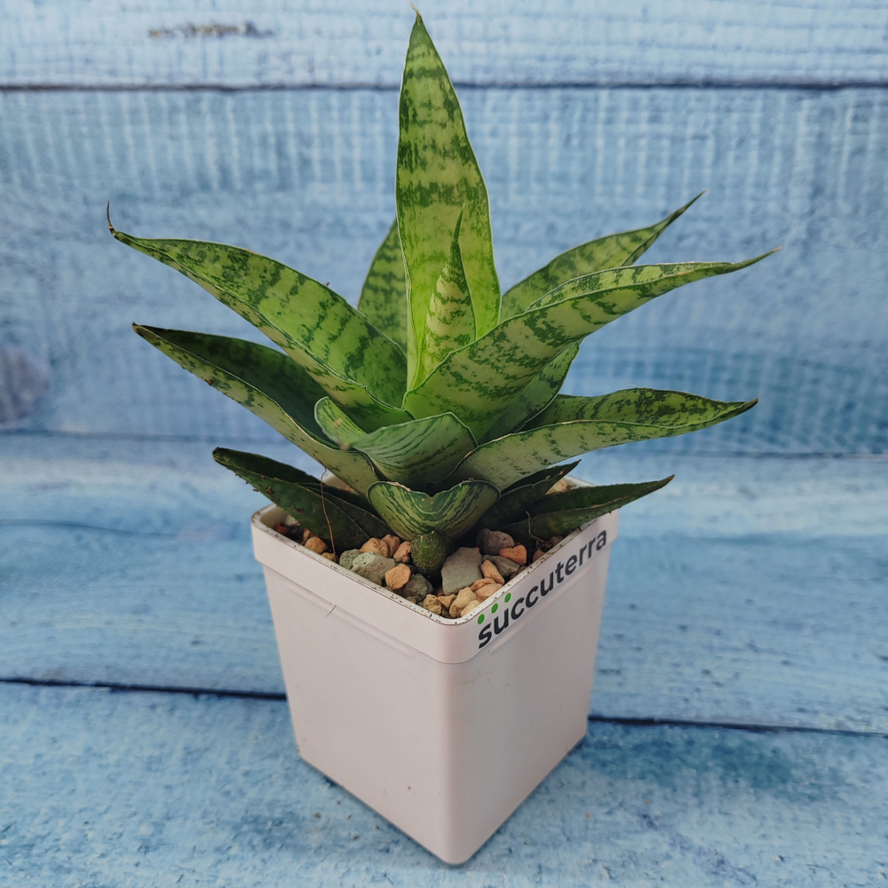 Sansevieria Tough Lady (Сансевиерия)