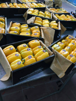 болгарский красный перец. зеленый перец, желтый перец- Египет