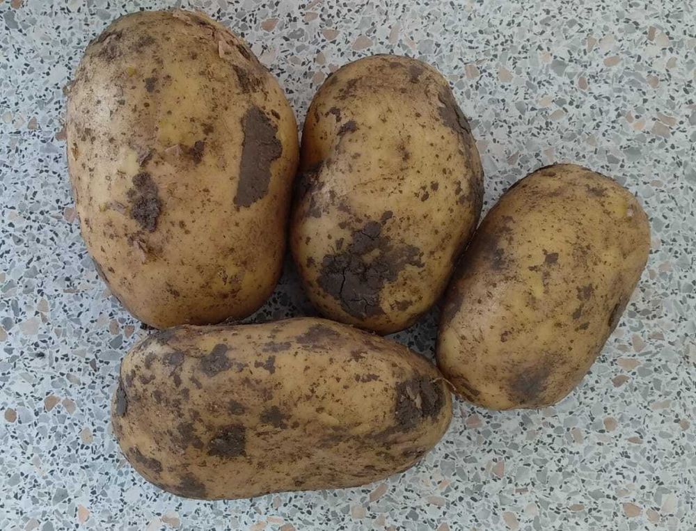 Картофель свежий урожай 1 кг
