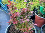Барбарис Atropurpurea Nana Р12