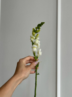 Львиный зев