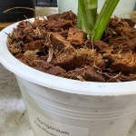 Сингониум PINK MOSAIC MARBLE