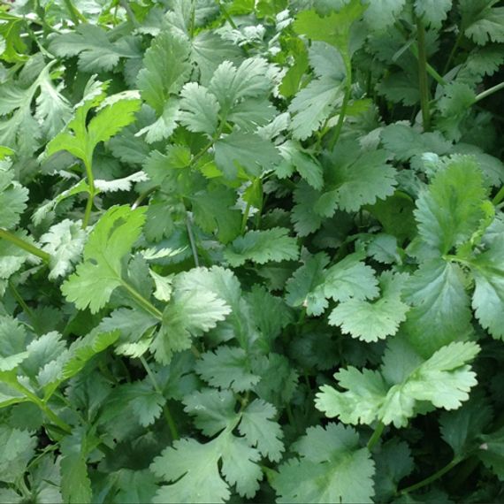 Санто семена кориандра (Sakata / ALEXAGRO) культура