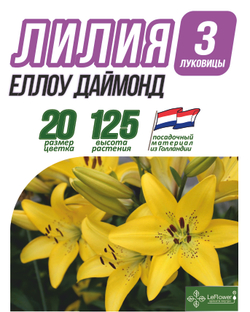 Лилия Луковица, еллоу даймонд, разбор 18/20, 3 шт