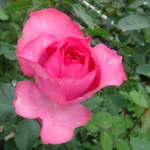 кусты для сада — Ив Пьяже (Yves Piaget) — пионовидная ароматная роза