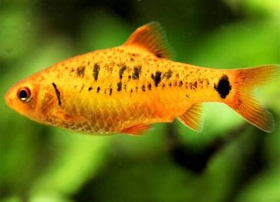 Барбус Шуберта