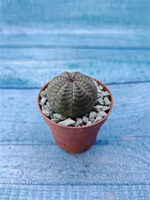 Суккулент Euphorbia Obesa (Эуфорбия)