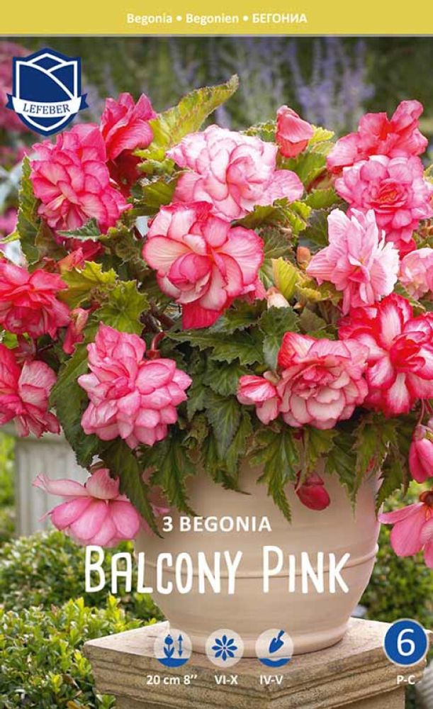 Бегония &quot;Balcony Pink&quot;, Нидерланды.