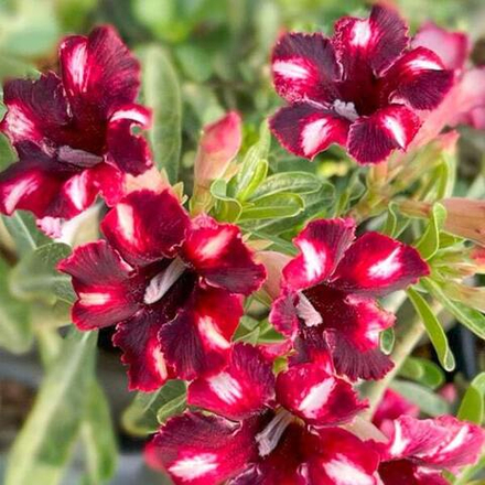 Адениум COFFEE