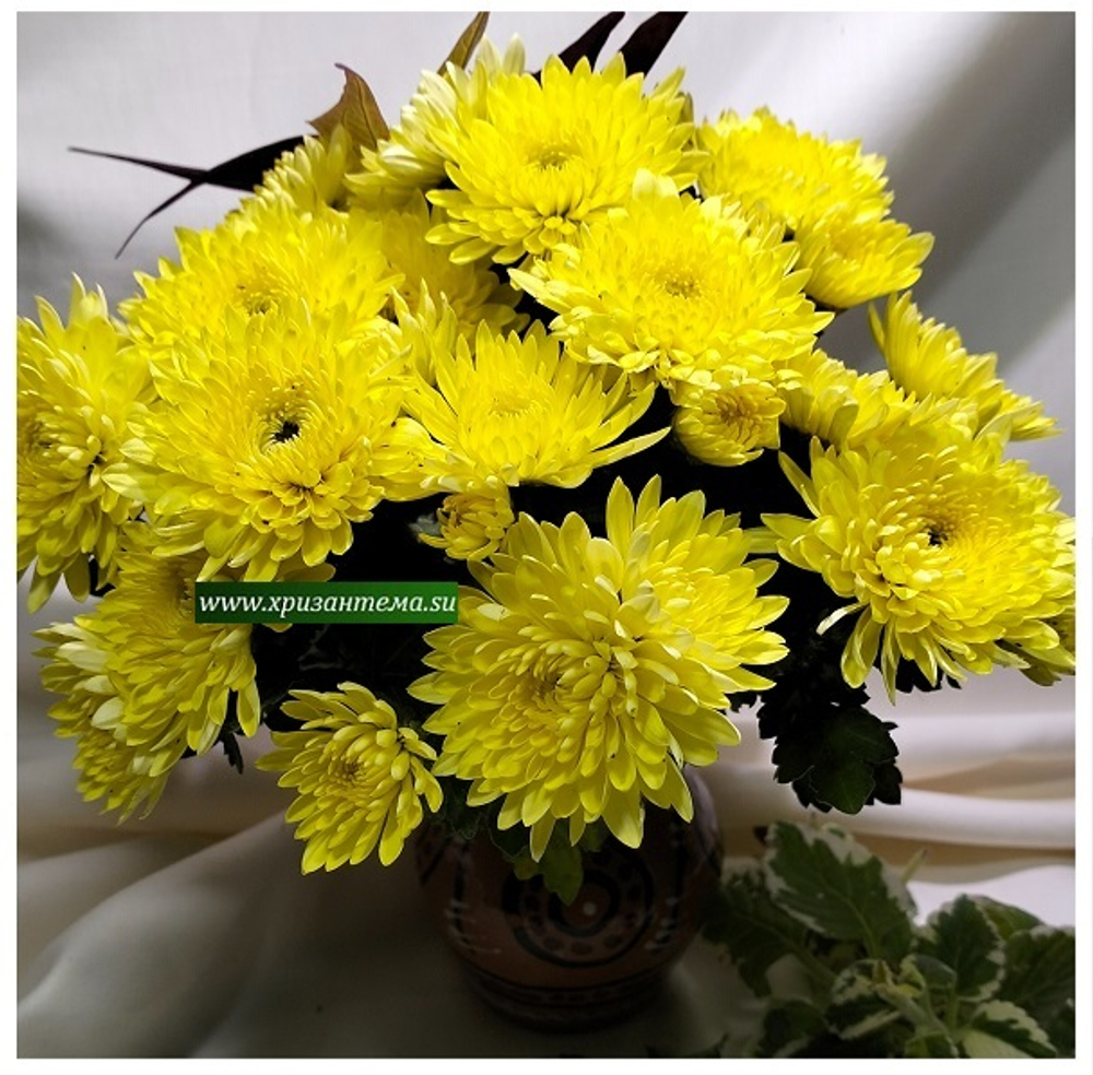 Мультифлора Mme Nicole Falce Jaune