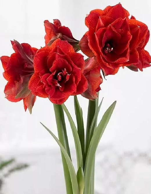 Амариллис Дабл Кинг Закупка М80 сентябрь 2026