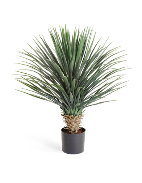 Юкка Рострата куст