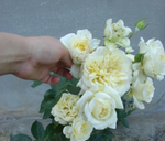 Эльф (Elfe)