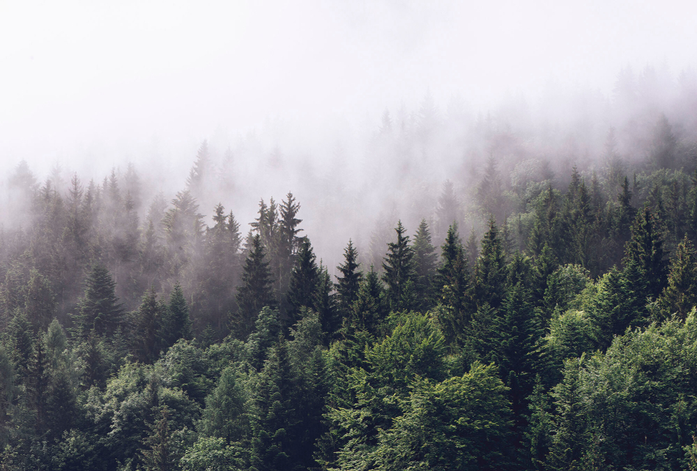 Коллекция Лес