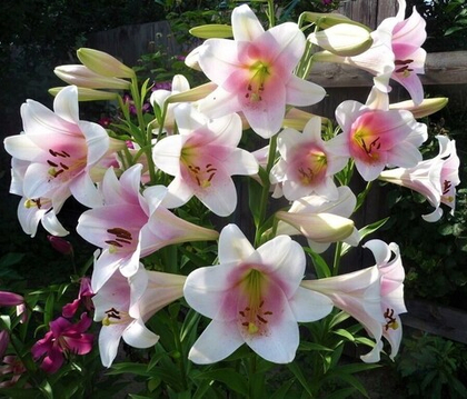 Лилия Принц Промис трубчатая 1шт