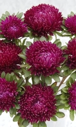 Семена Астра пионовидная Королева в вишнево-розовом 0,25 гр (УД) Е/П