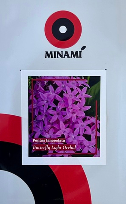 Пентас ланцетный Баттерфляй Орхид 8шт.