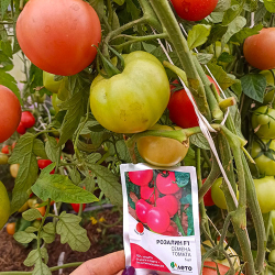 Семена томата Розалин F1, Sakata, 5 шт.