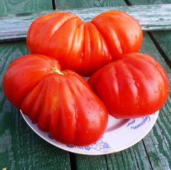 Помидоры - Cuore di Bue - Сердце Быка