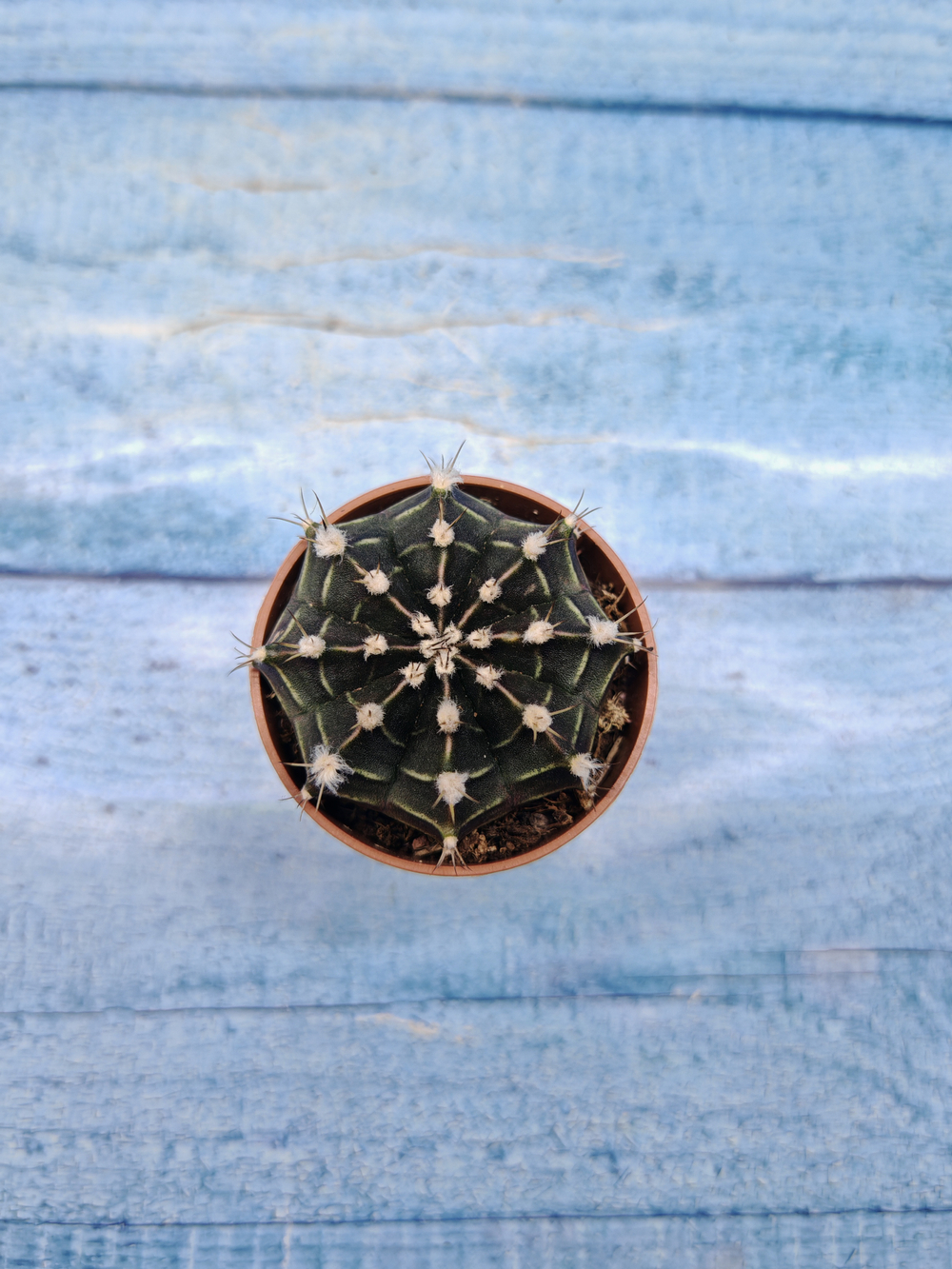 Gymnocalycium Friedrichii (Гимнокалициум)