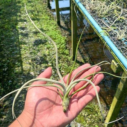 Тилландсия baileyi